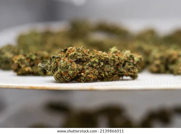 AMNESIA (10% CBD)-Wiet Amnesia Haze